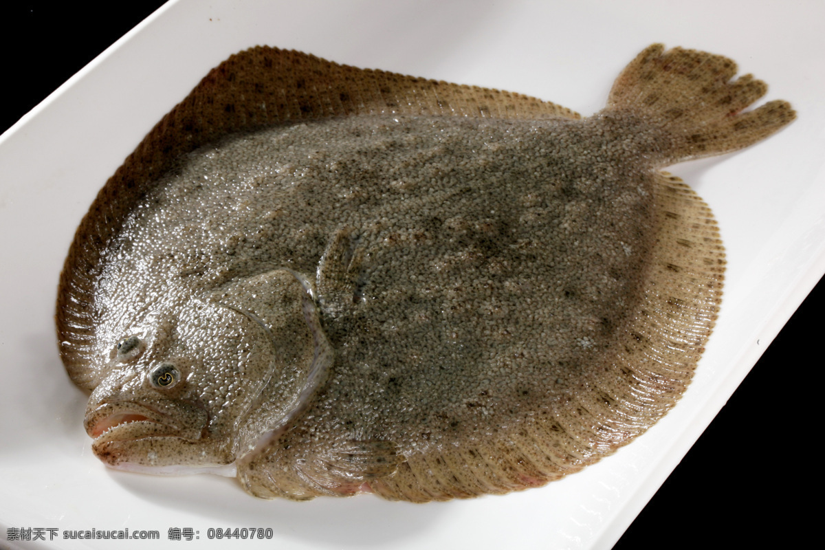 铁板煎多宝鱼 样本 新鲜 肥 美 传统美食 餐饮美食 多宝鱼 海鲜 高清 超清 鱼类 海产 宴席 活鱼 生物世界