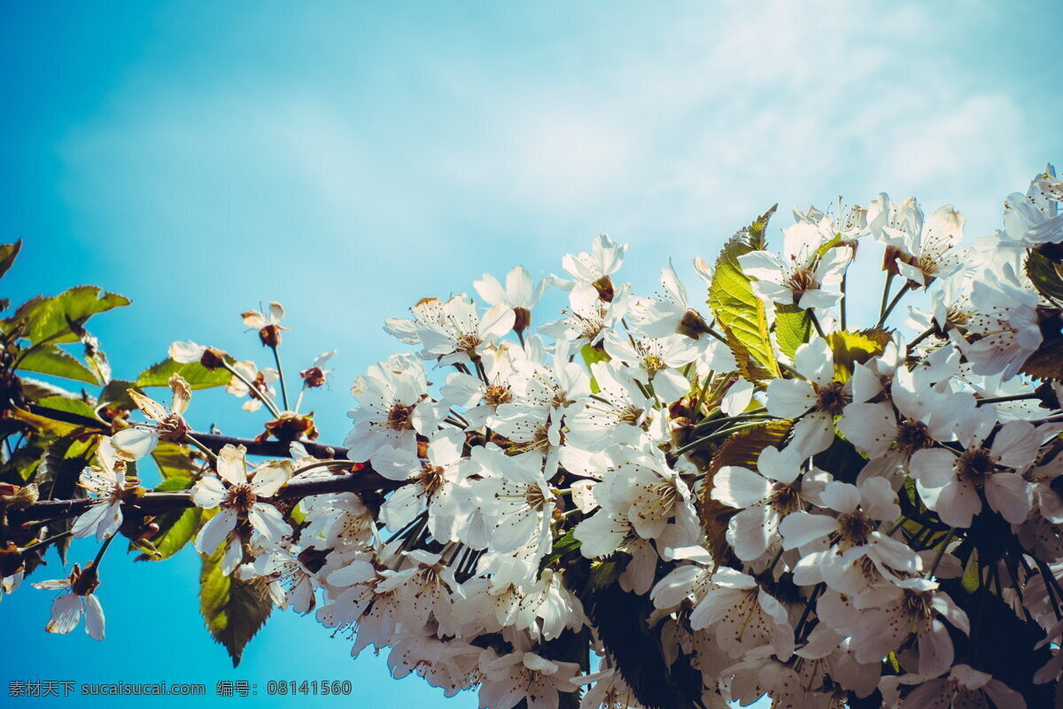 日本樱花 白樱花 白色花朵 白花 鲜花 花朵 花卉 花枝 植物花朵 花草 植物 蓝天 白云 天空 生物世界 花草树木