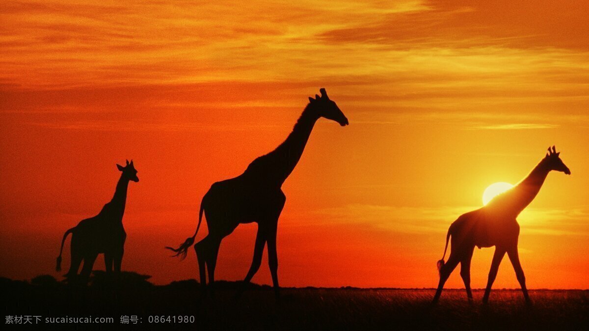 草原 上 奔袭 长颈鹿 家庭 母子 夕阳 风景 生活 旅游餐饮