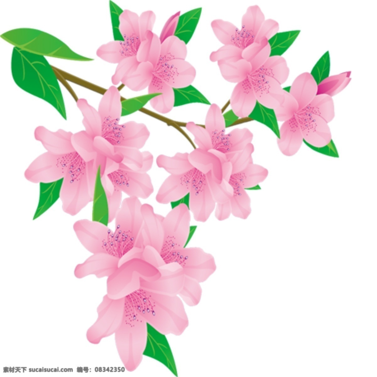 梅花 桃花 樱花 粉色 桃树 春花