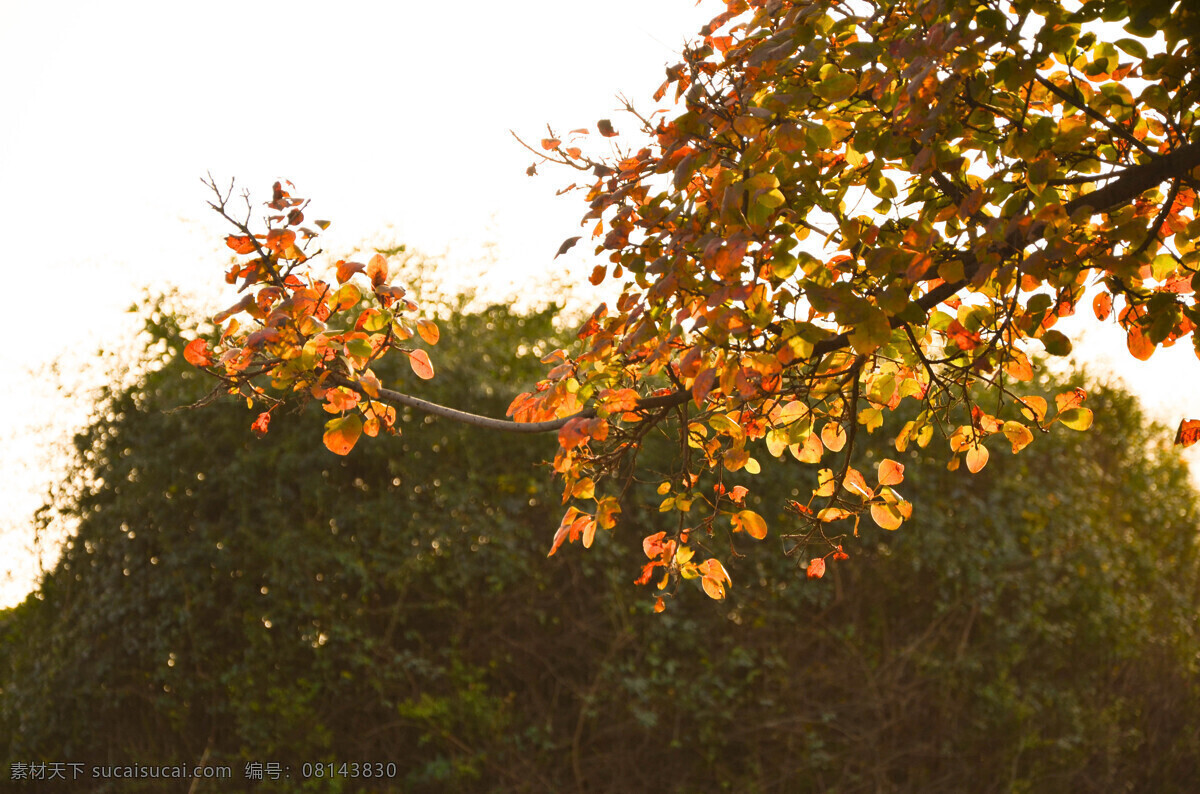 红叶 一大片红叶 深秋 枫叶树 红叶银杏 树木树叶 生物世界 风景