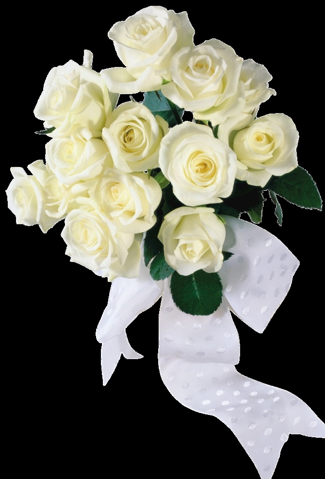 白玫瑰 玫瑰花 花朵 花束 美丽 鲜花 高清大图 生物世界 花草 实用性 强