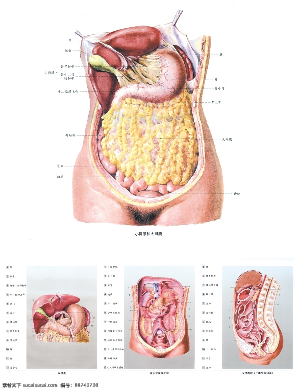 人体解剖图 中医 经络图 内脏分部图 人体构造图 医学图 人体内脏图 医学研究图 展板模板 广告设计模板 源文件