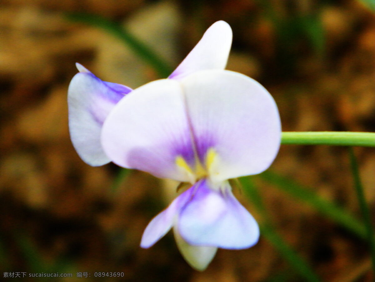 一枝独秀 花卉 设计图 生物世界 花草图片 黑色