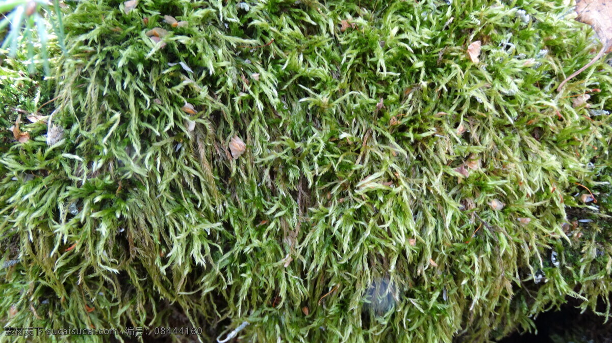 苔藓植物 苔藓 地衣 植物摄影 其他生物 生物世界
