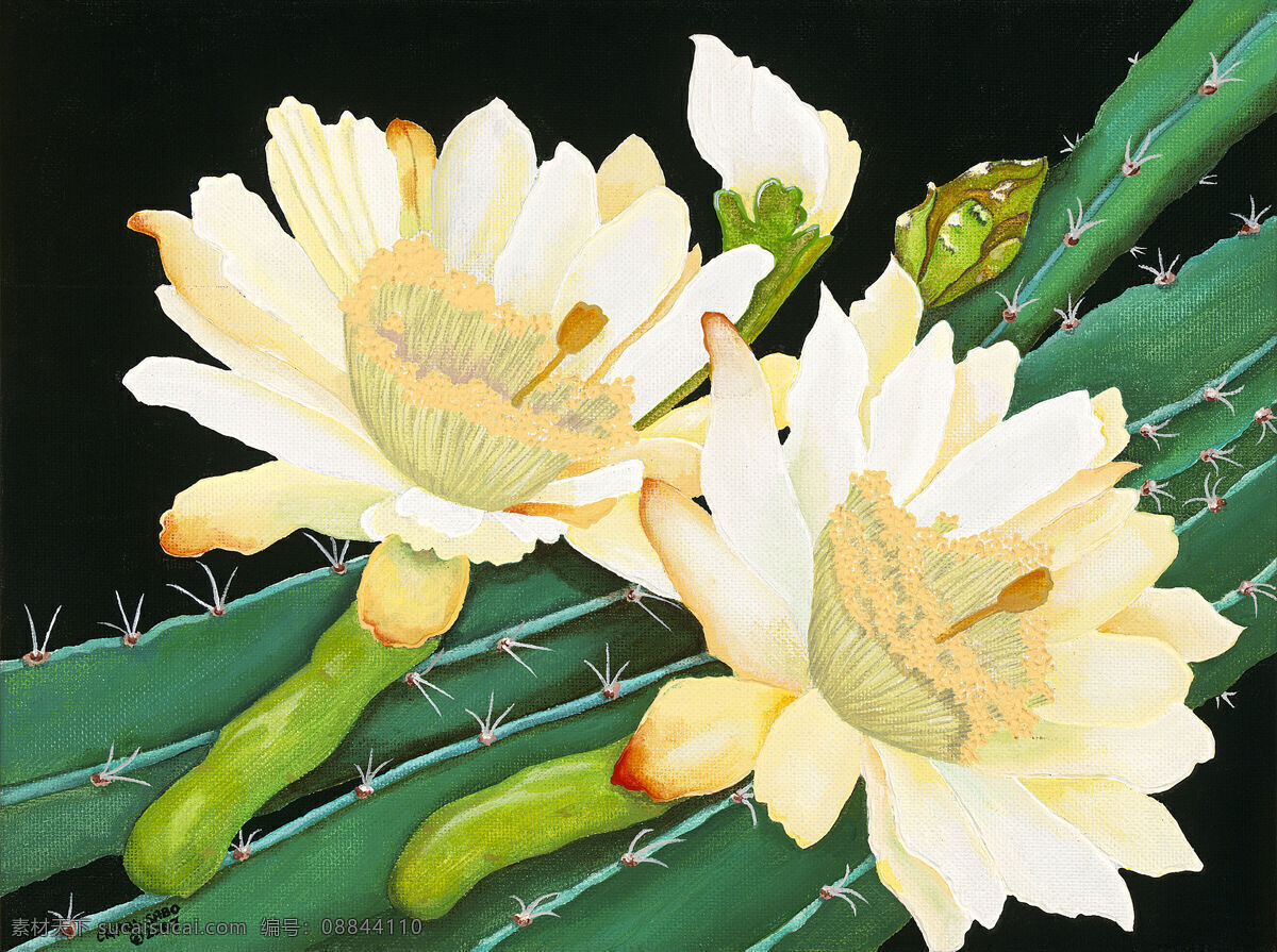 白花 绘画书法 开花 设计图库 文化艺术 仙人掌 油画 设计素材 模板下载 仙人掌开花 装饰素材