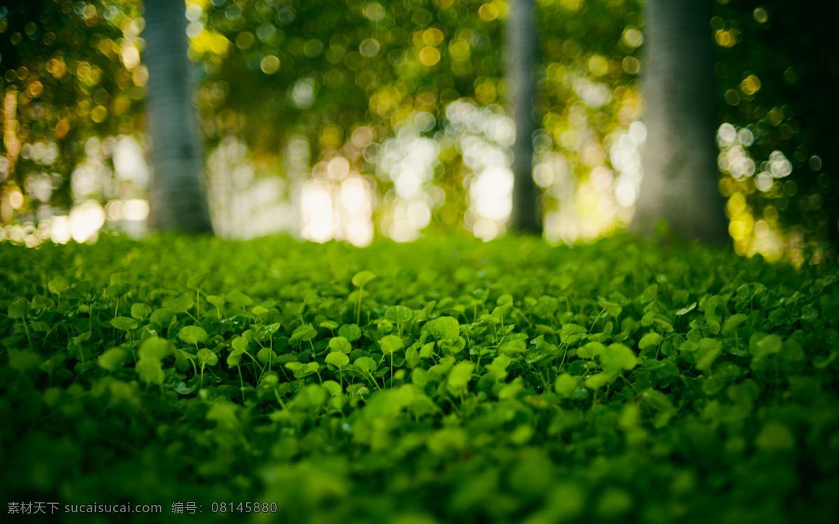 花草 树木 光晕 绚丽 璀璨 朦胧 背景 壁纸 生物世界