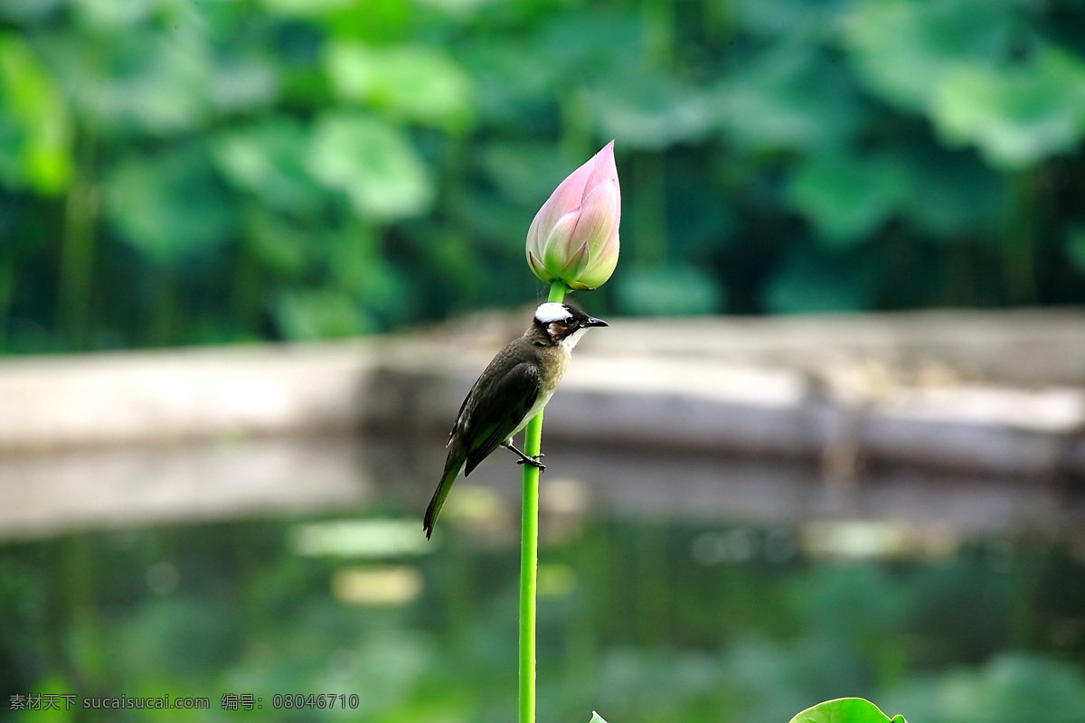 荷花和鸟 南京莫愁湖 六月荷花 荷叶 自然景观 花草 生物世界
