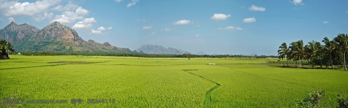 辽阔 碧绿 田野 超大 超高清 摄影图 田园风景 自然景观 风景 生活 旅游餐饮