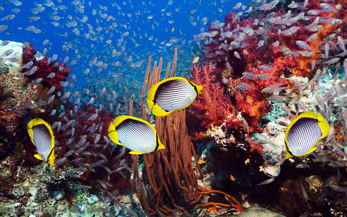 海底世界 海底 大鱼 鱼类 海洋生物 鱼类海鱼 海洋馆 鱼群摄影 野生动物 鱼类摄影 水下摄影 大海风景 生物世界