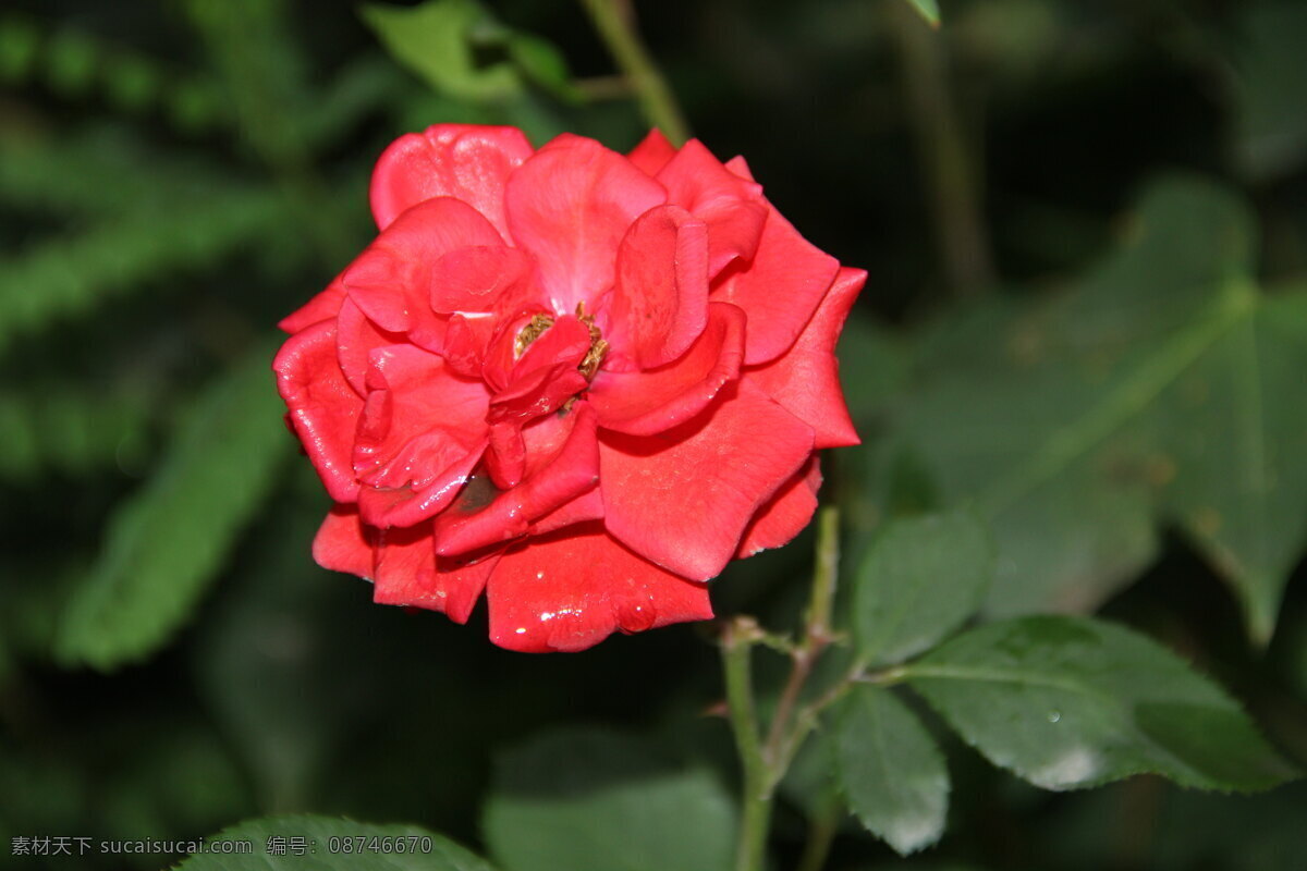月季 春天 花瓣 花草 花园 绿叶 生物世界 月季图片 鲜红 娇艳 psd源文件