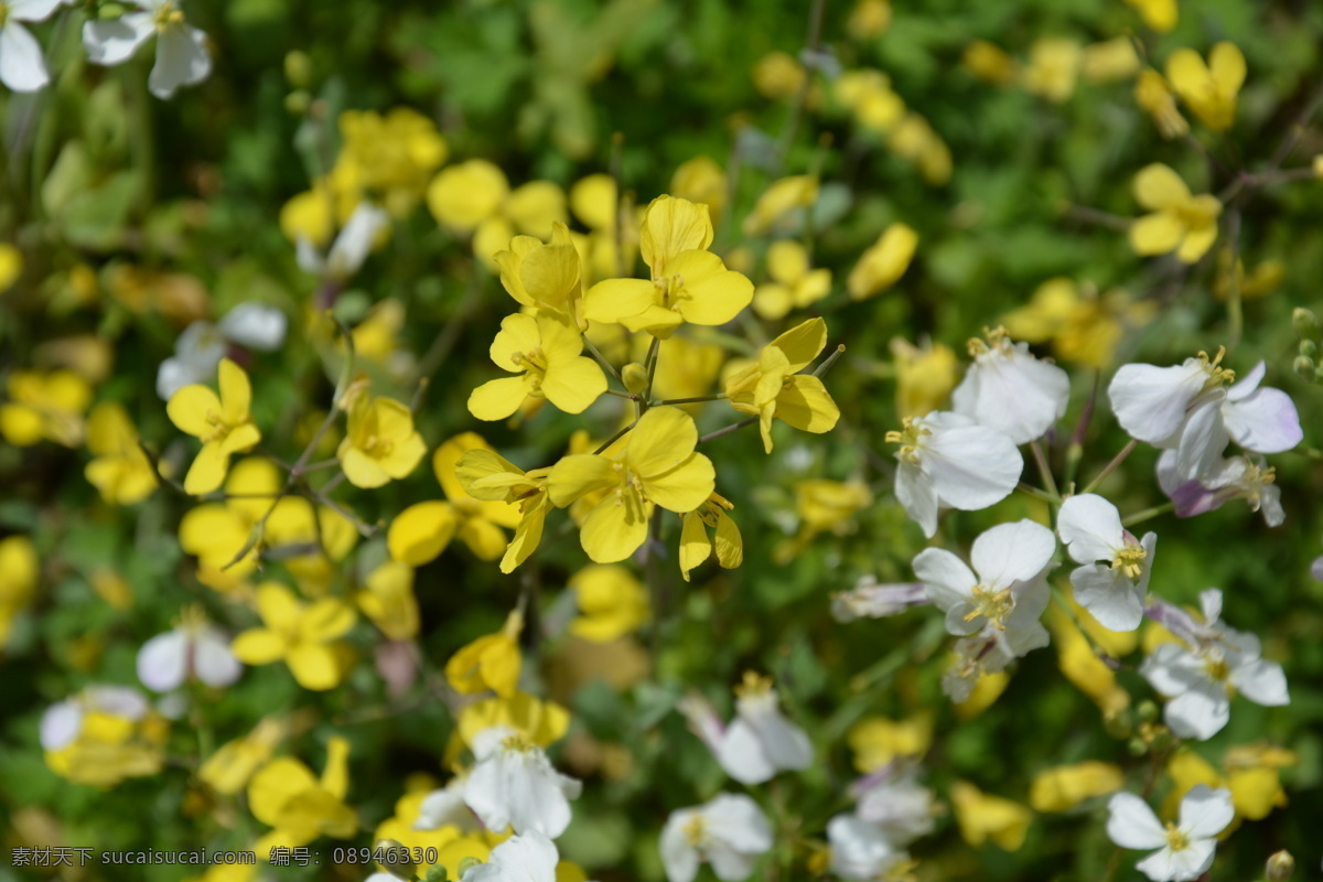 紫色 野花 春天 蜜蜂 野外 花瓣 花朵 采蜜