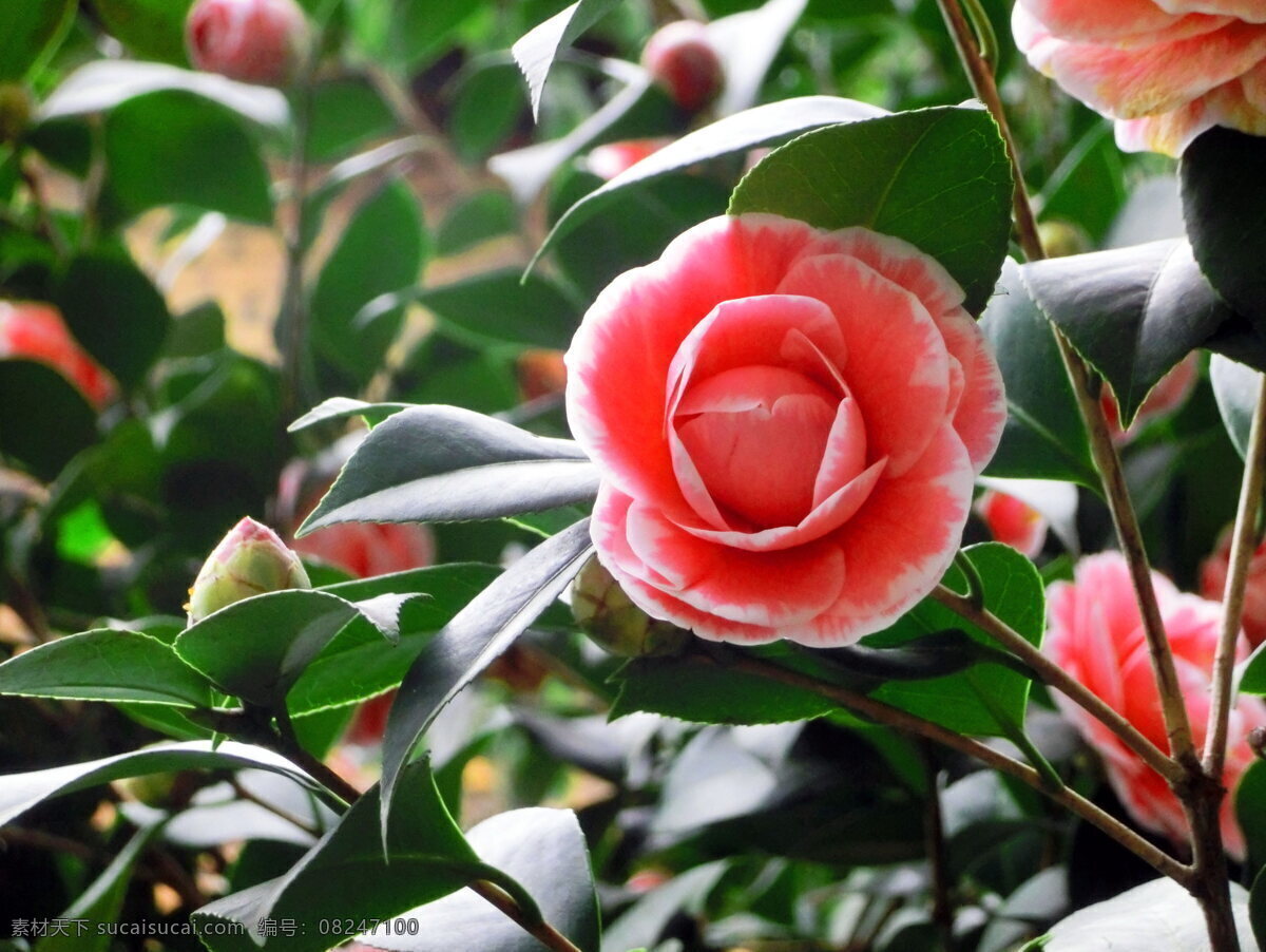 春天 山茶花 茶花 春天花朵 鲜花 粉色花朵