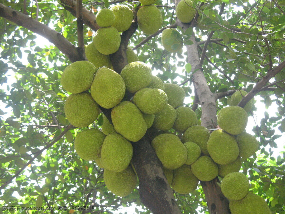 菠萝蜜树 热带水果 水果树 树木 果树 果实