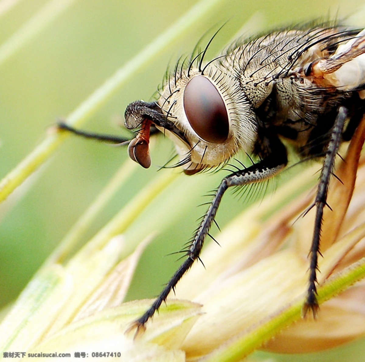 苍蝇 特写 昆虫 摄影图库 生物世界 苍蝇特写