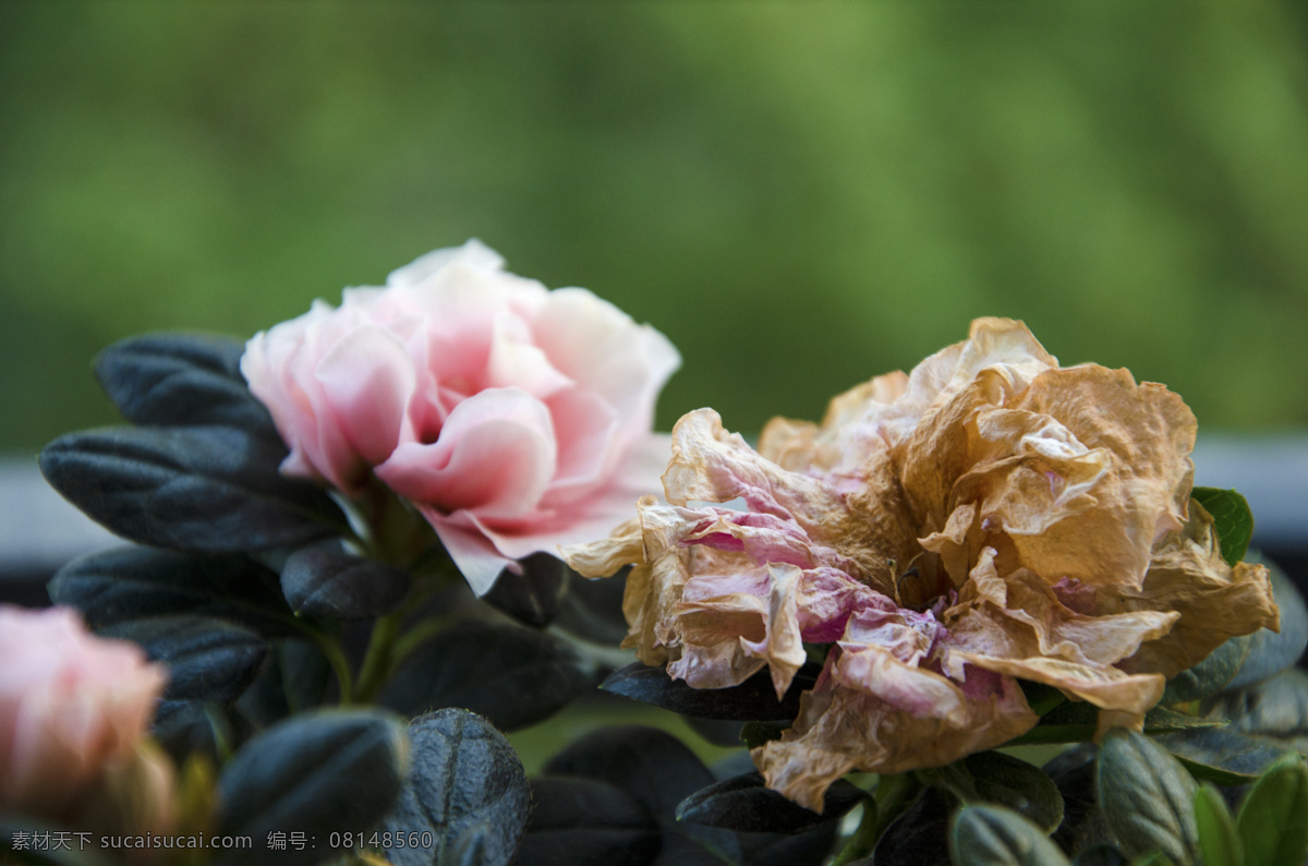 春 残 春天 杜鹃 花 花草 生物世界 春残 残花 枯萎 psd源文件