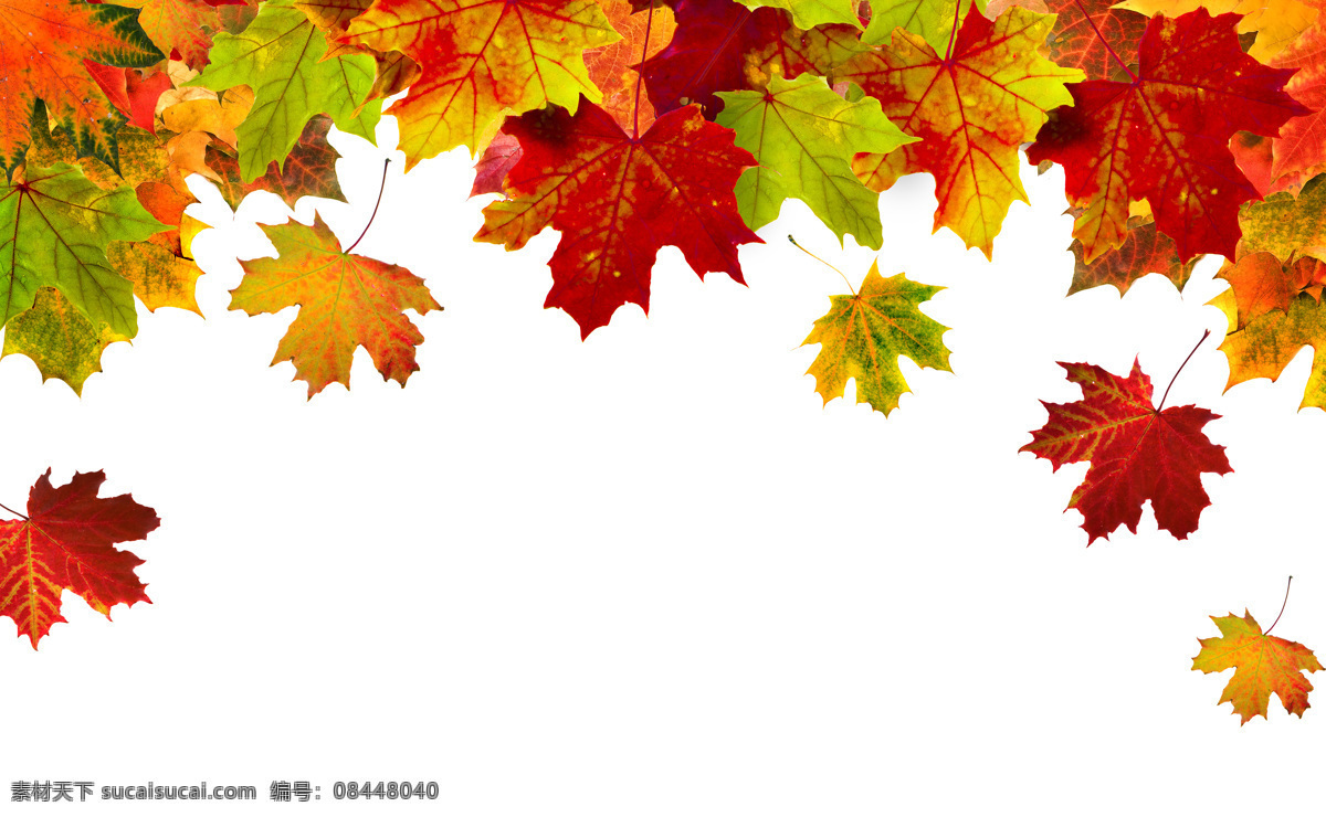 秋天 落叶 背景 秋天枫叶 秋天树叶背景 叶子 黄叶 梧桐叶 山水风景 风景图片