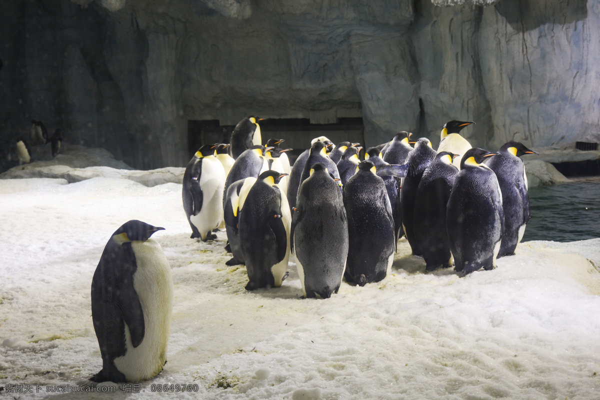 珠海 长隆 海洋王国 南极 企鹅 生物世界 野生动物