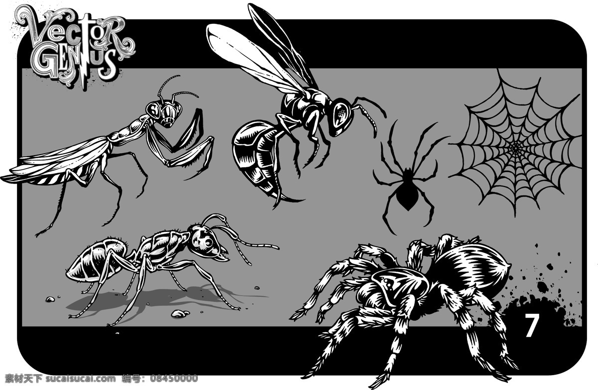 矢量昆虫素材 蜘蛛 源文件 高清 免费素材 蜘蛛网 图片图案 设计图案 下载素材