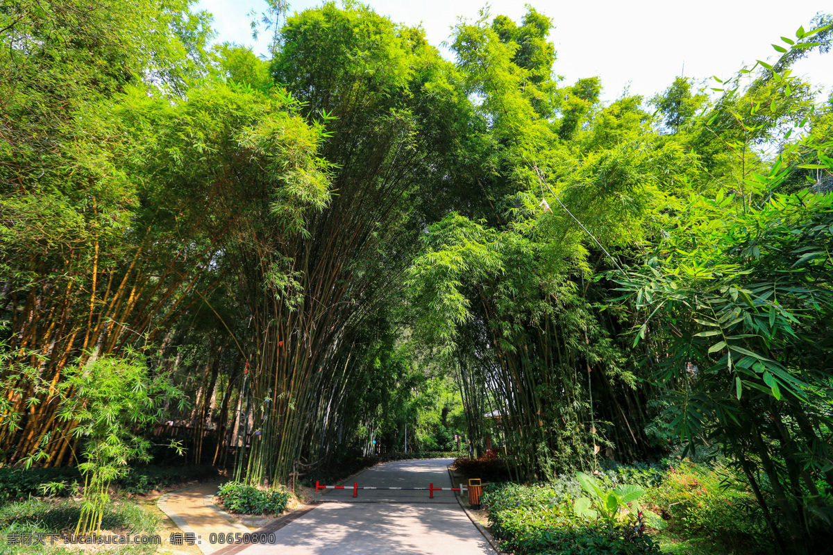 福州 国家森林公园 百年榕树 蓝天白云 自然景观 旅游景区 树木树叶 特色景区 山水 森林 园林 风景区 自助游 国内旅游 旅游摄影