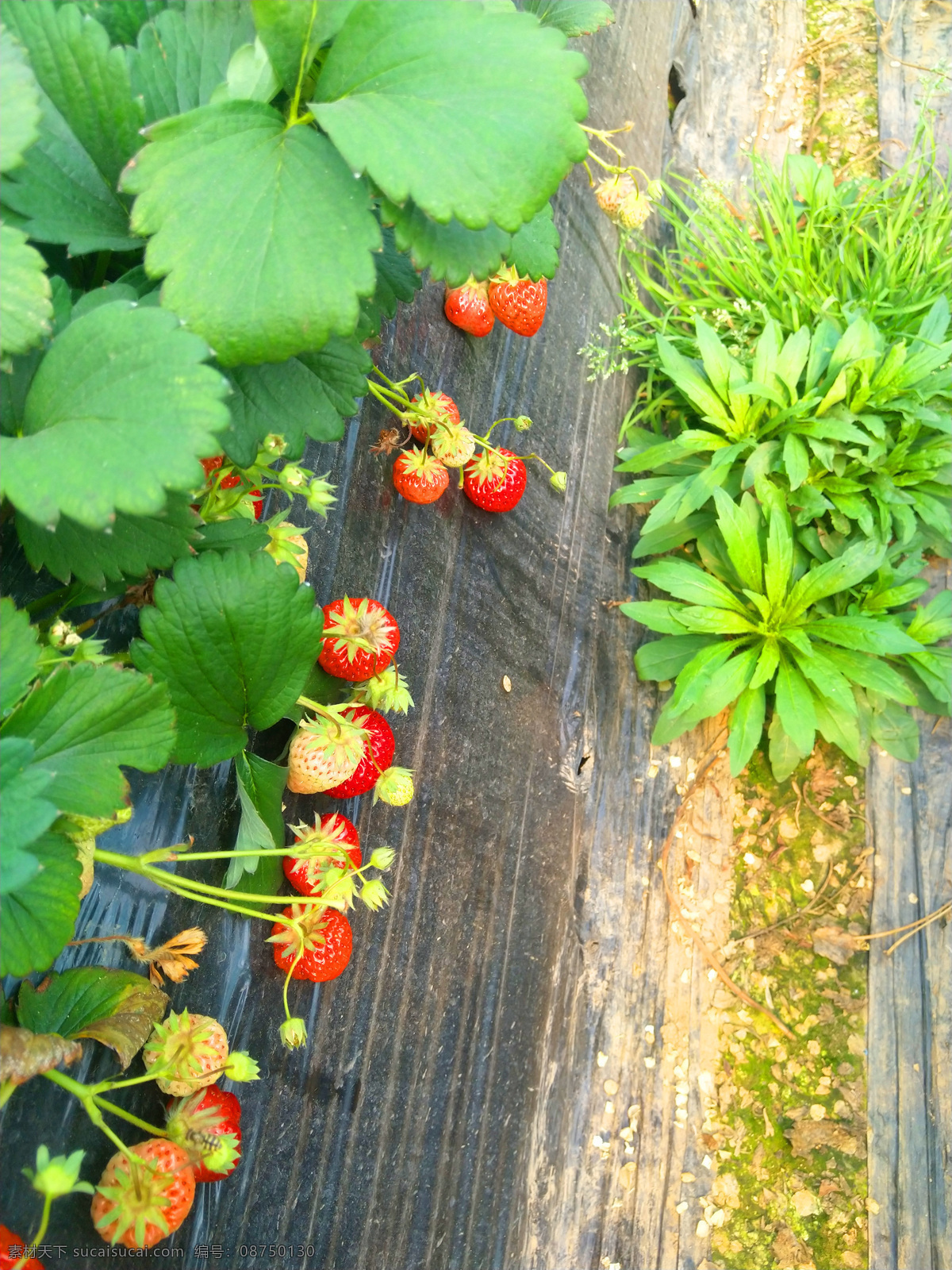 草莓 新鲜 水果 食物绿叶 红色 美食天下 生物世界