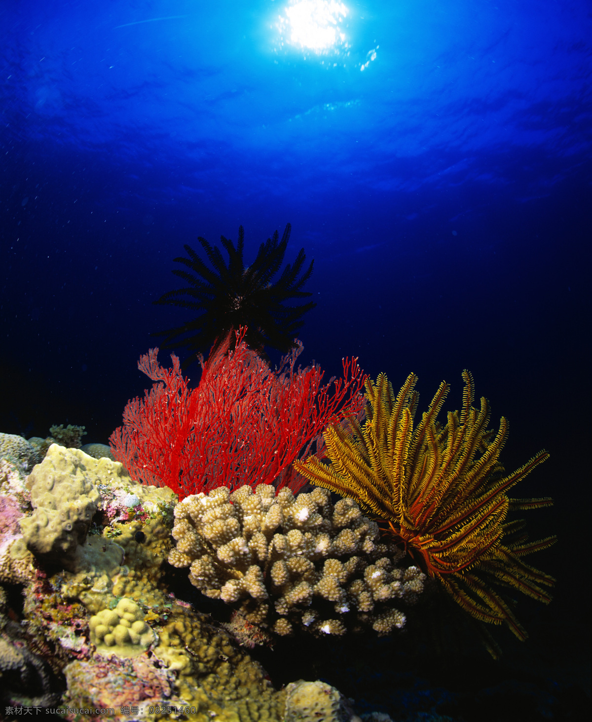 海底 美丽 珊瑚 海底世界 海洋馆 海水 深海 水族 海洋生物 生物世界 美丽风景 高清图片 大海图片 风景图片