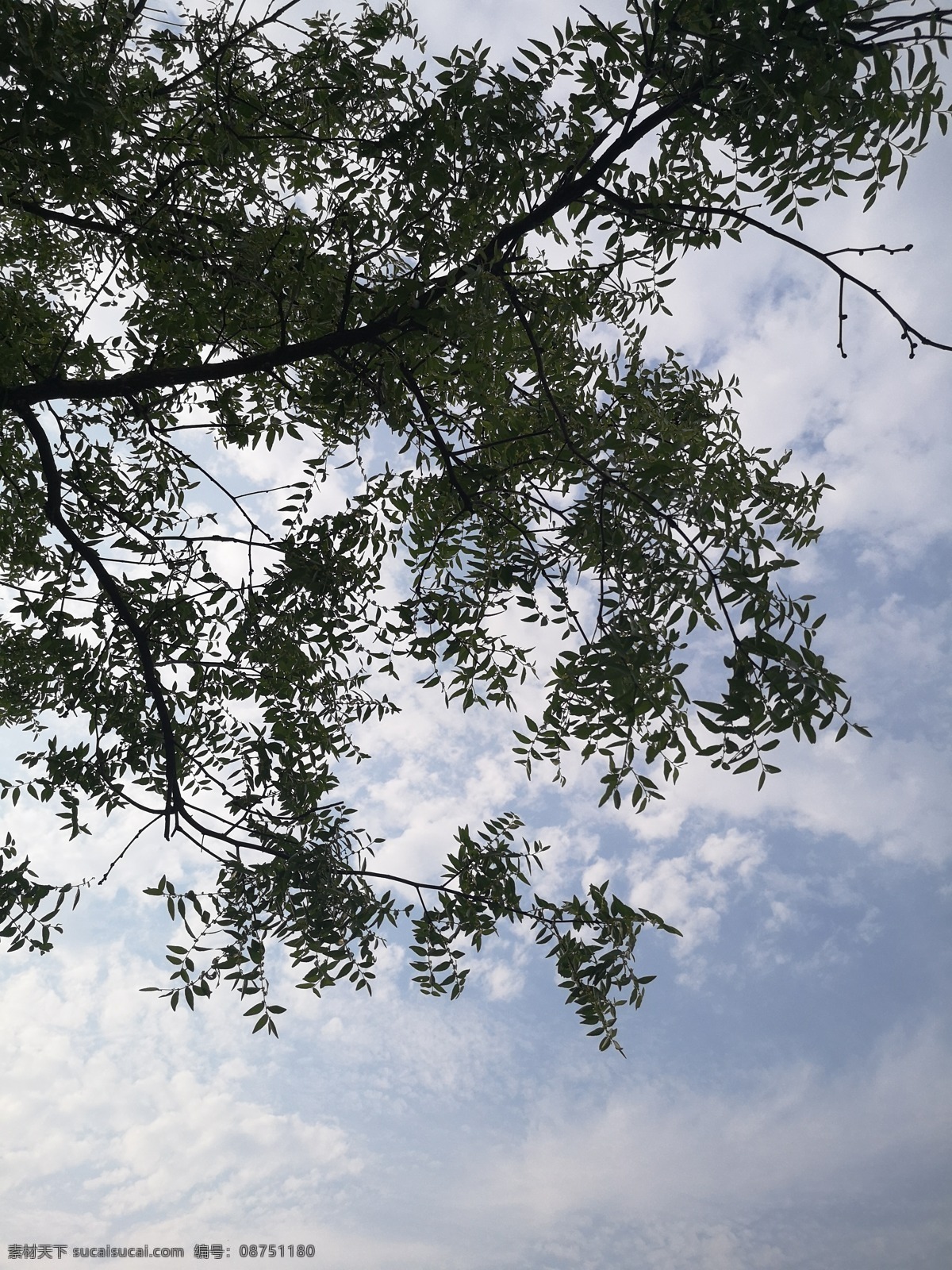 透过 绿叶 看 蓝天 天空 蓝色 云朵 树叶 风景摄影 背景 风景 自然景观 自然风景
