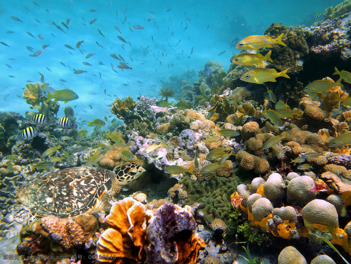 海底 里 一群 游泳 鱼 海底动物 海底世界 海水 海洋生物 动物 大海图片 风景图片