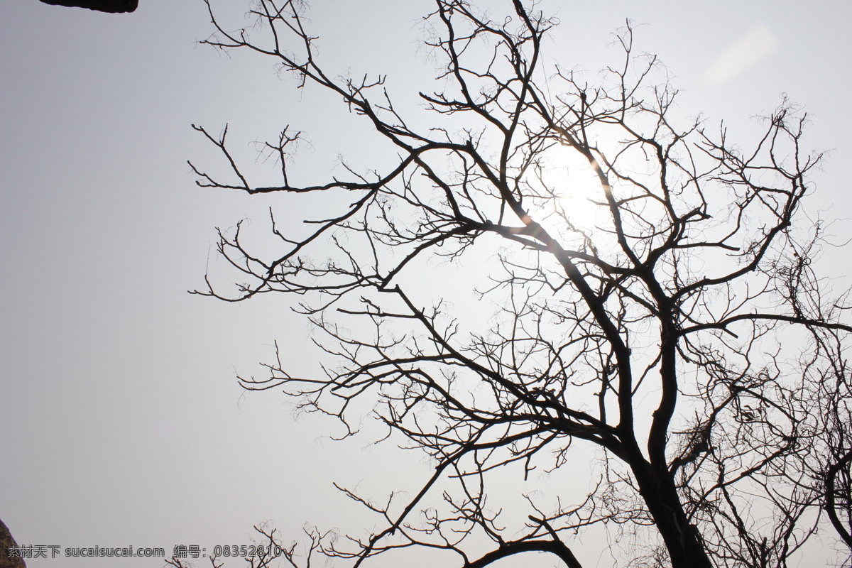 枯木 树枝 阳光 背景 旅游摄影 国内旅游