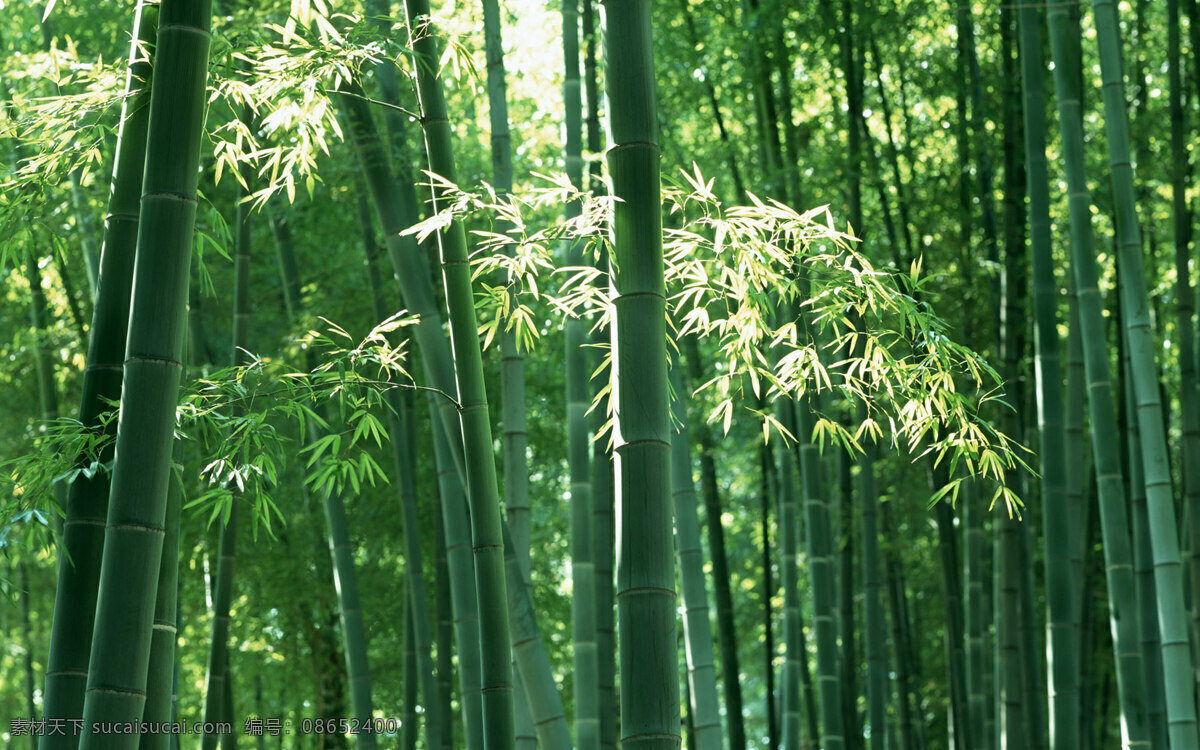 竹林 摄影图库 竹 竹海 自然风光 自然风景 自然景观 矢量图 日常生活