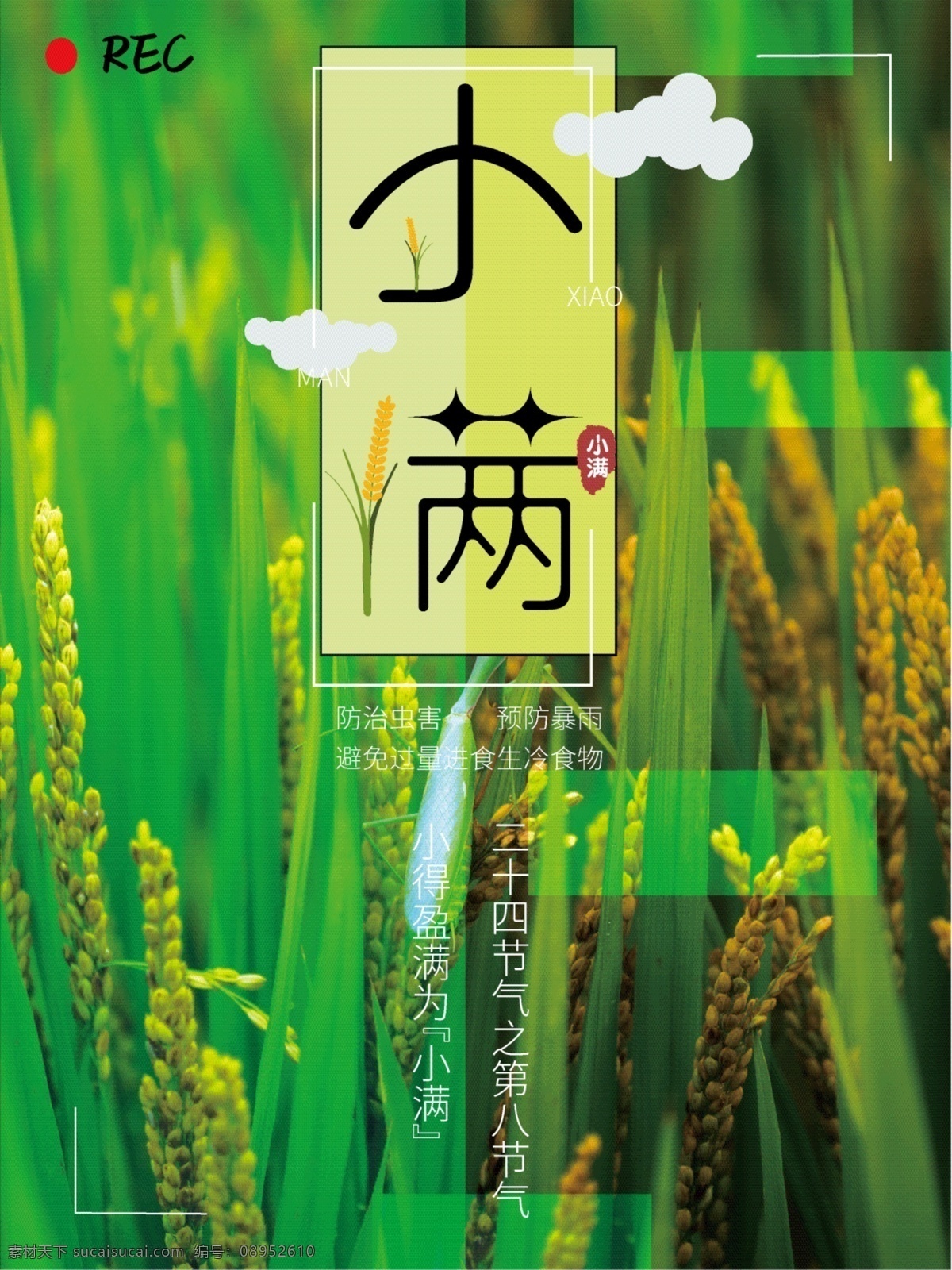 小满 海报 节气 小清新 简约 绿色 简洁 清爽 干净 丰收 稻谷 水稻 食品 节日