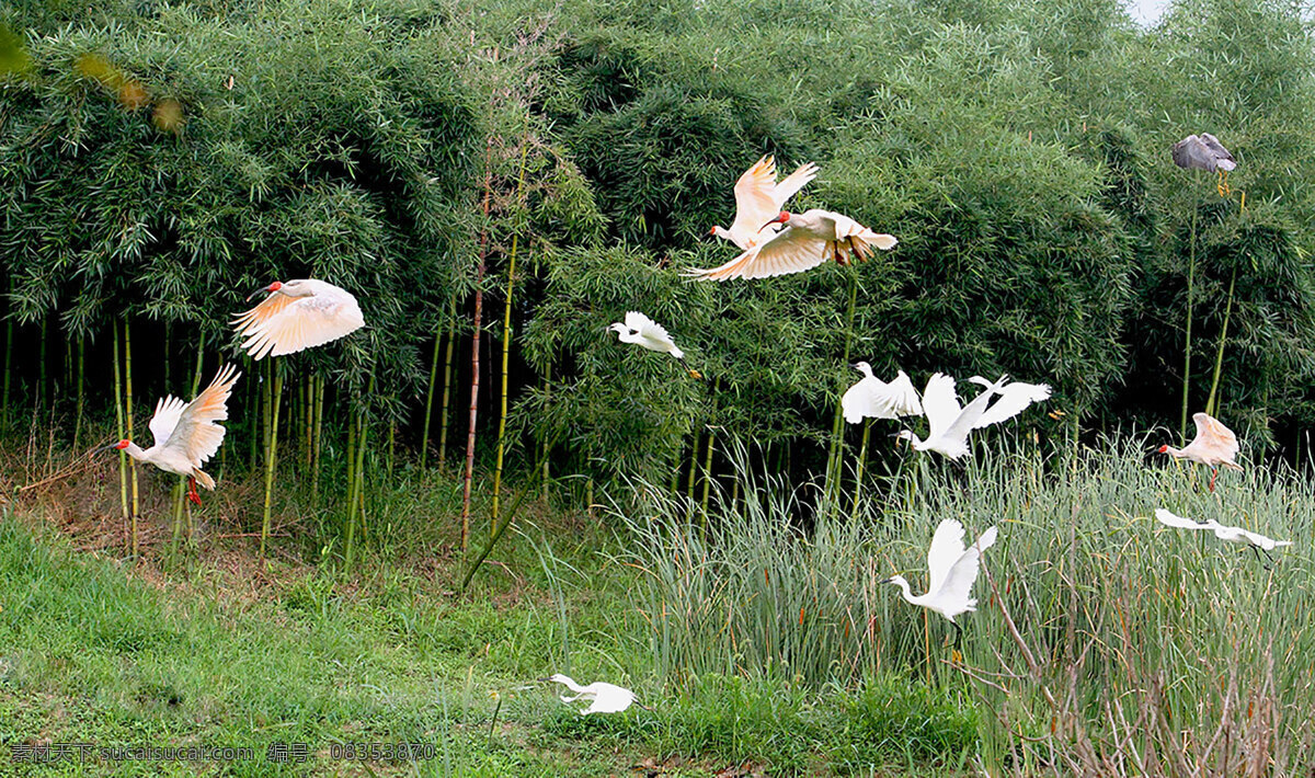朱鹮 句容市 摄影家 糜如平 生态 作品 生物世界 鸟类