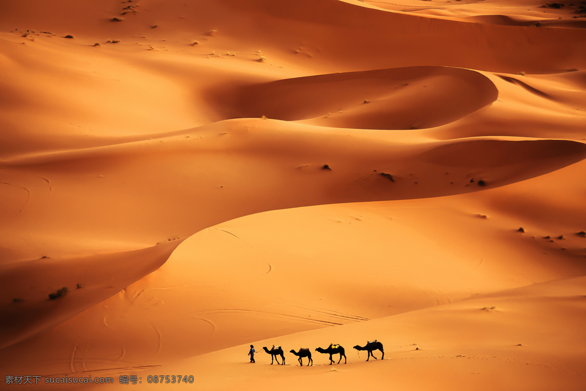 沙漠骆驼 驼队 骆驼 沙漠 沙丘 荒漠 自然风景美景 动物 骆驼队 骆驼帮 骆驼运输 沙漠之舟 大漠 沙漠驼队 生物世界 家禽家畜