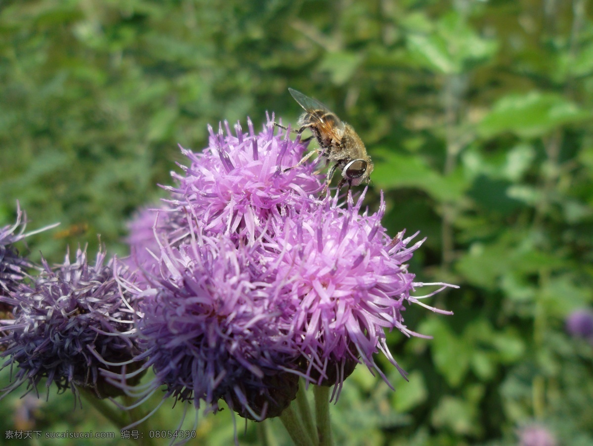 蜜蜂 采 蜜 昆虫 绿叶 忙碌 蜜蜂采蜜 勤劳 生物世界 夏天 田野 大蓟 紫花 采蜜
