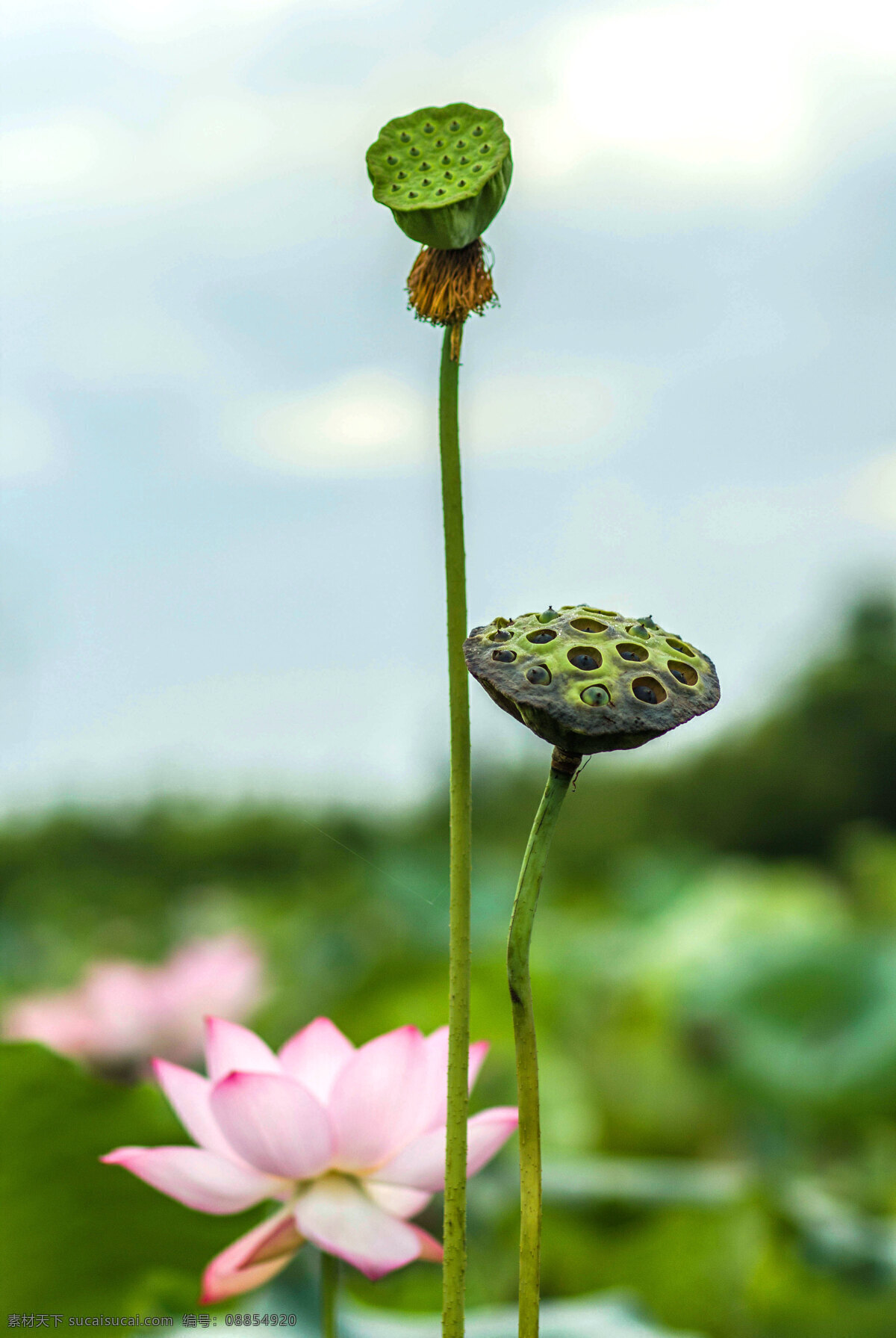 莲蓬 荷叶 莲花池 荷花香 荷塘 荷花池 莲藕 花粉 荷花 红莲花 红莲 生物世界 花草