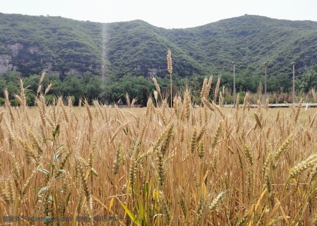 小麦图片 小麦 麦田 一把小麦 麦地 丰收 收获 田园风光 自然景观