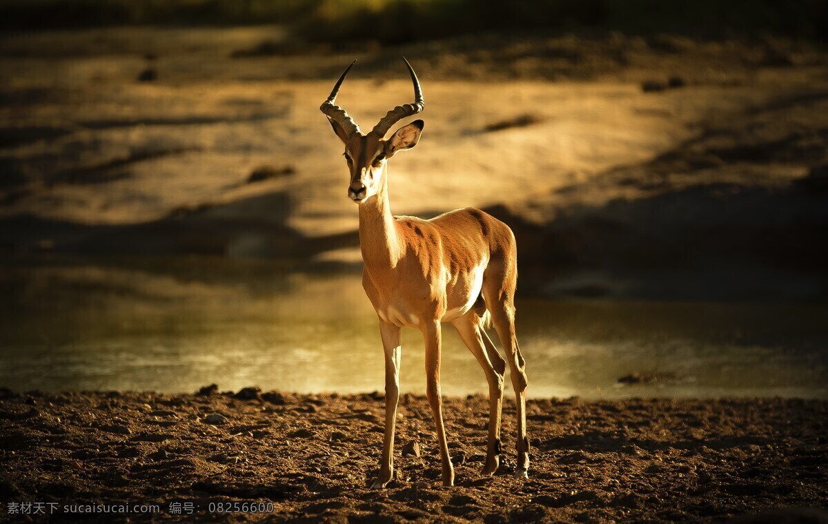 孤独的羚羊 羚羊 高原 黄昏 动物 孤独的 羚羊图片 生物世界 野生动物
