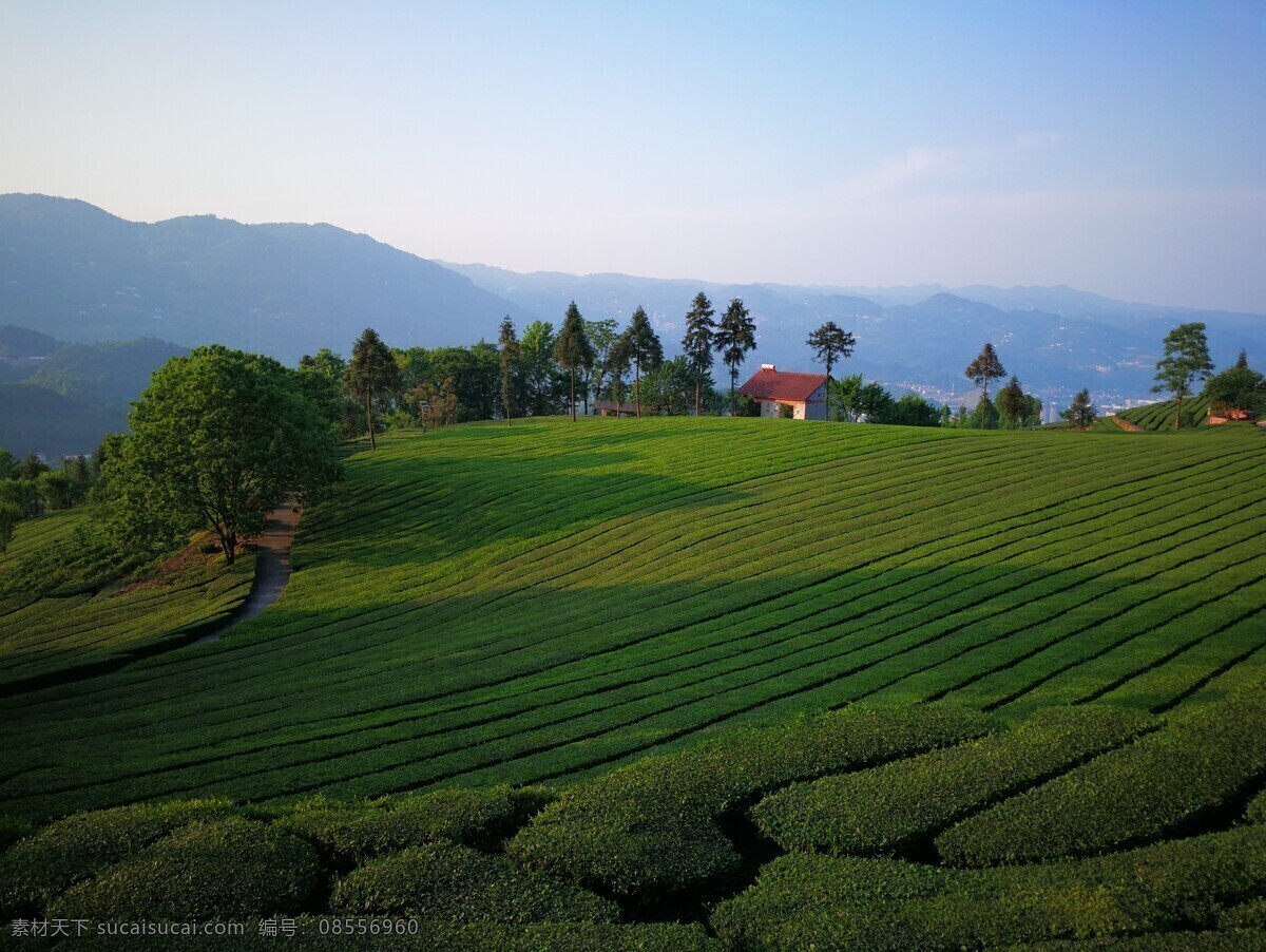 茶园 茶叶 采茶 茶农 春茶 自然景观 田园风光