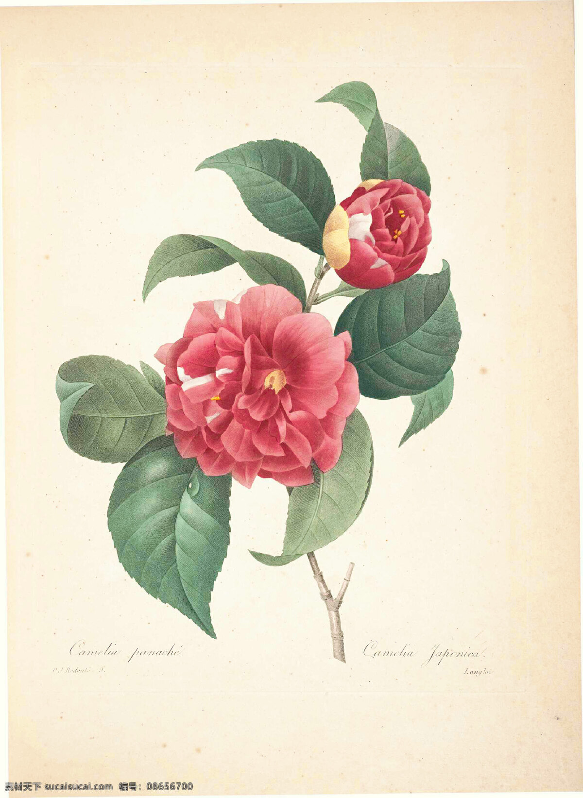 手绘花 雷杜德 植物手绘 图谱 手绘 choix 花卉 花卉圣经 花鸟 花 精美花 经典花 植物 绘画书法 文化艺术