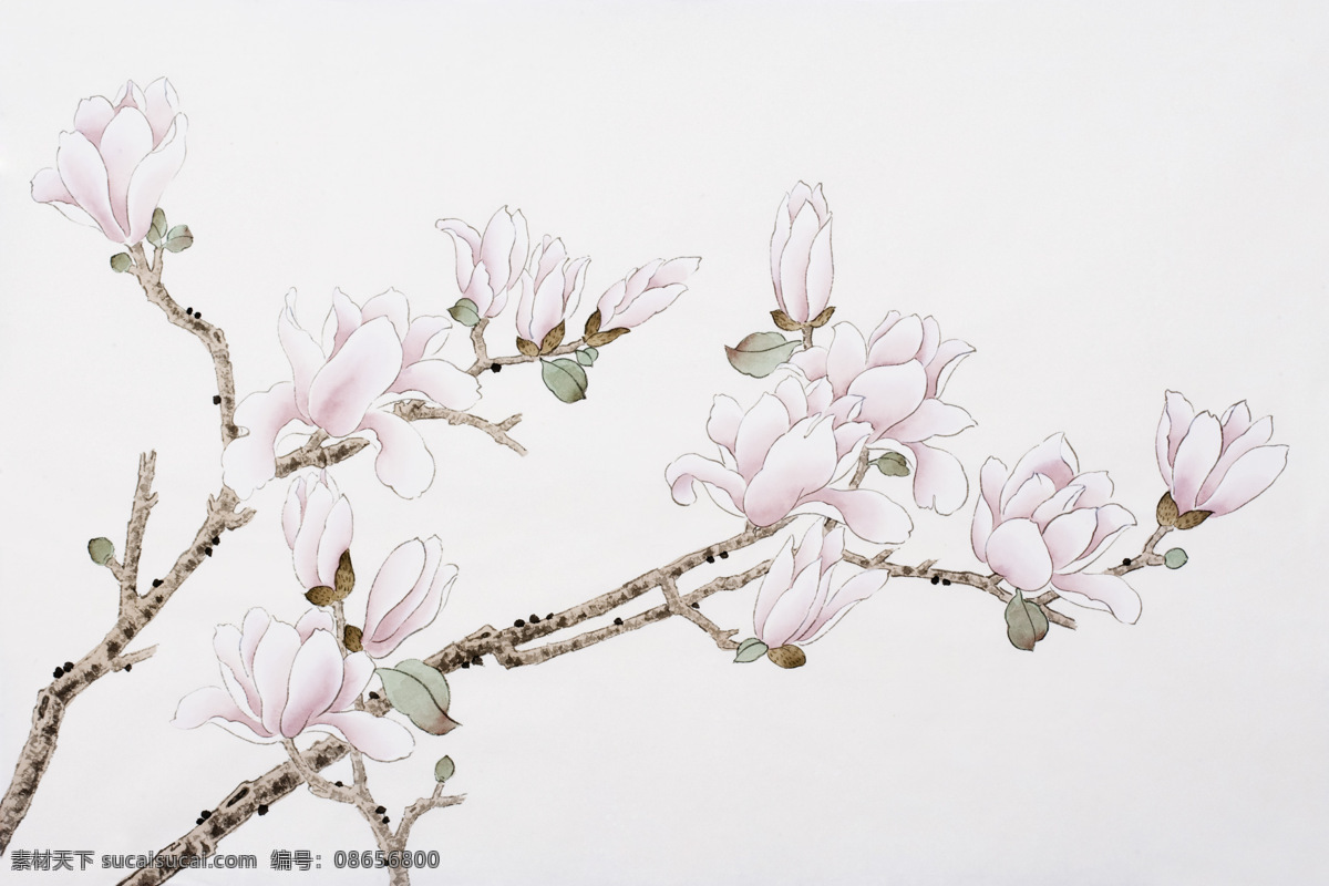 绘画玉兰花 绘画 花朵 中国画 民俗 画作 绘画书法 文化艺术