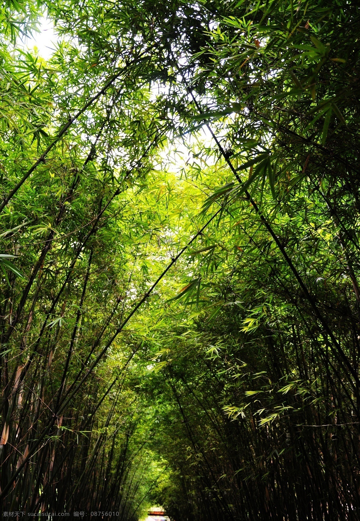 四川 乐山 竹海 高清晰 绿色 生物世界 树木树叶 竹子 四川乐山竹海 矢量图 日常生活