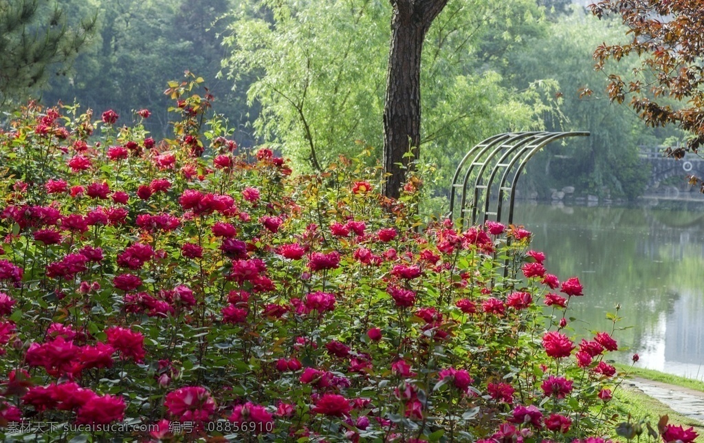 玫瑰园 红色玫瑰花 玫瑰花园 玫瑰花公园 红玫瑰 玫瑰月季 玫瑰 生物世界 花草