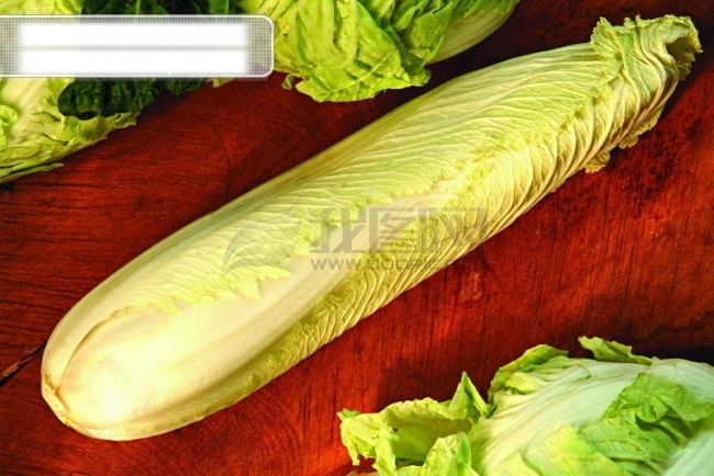 大白菜 包菜 摄影图 蔬菜类 生物世界