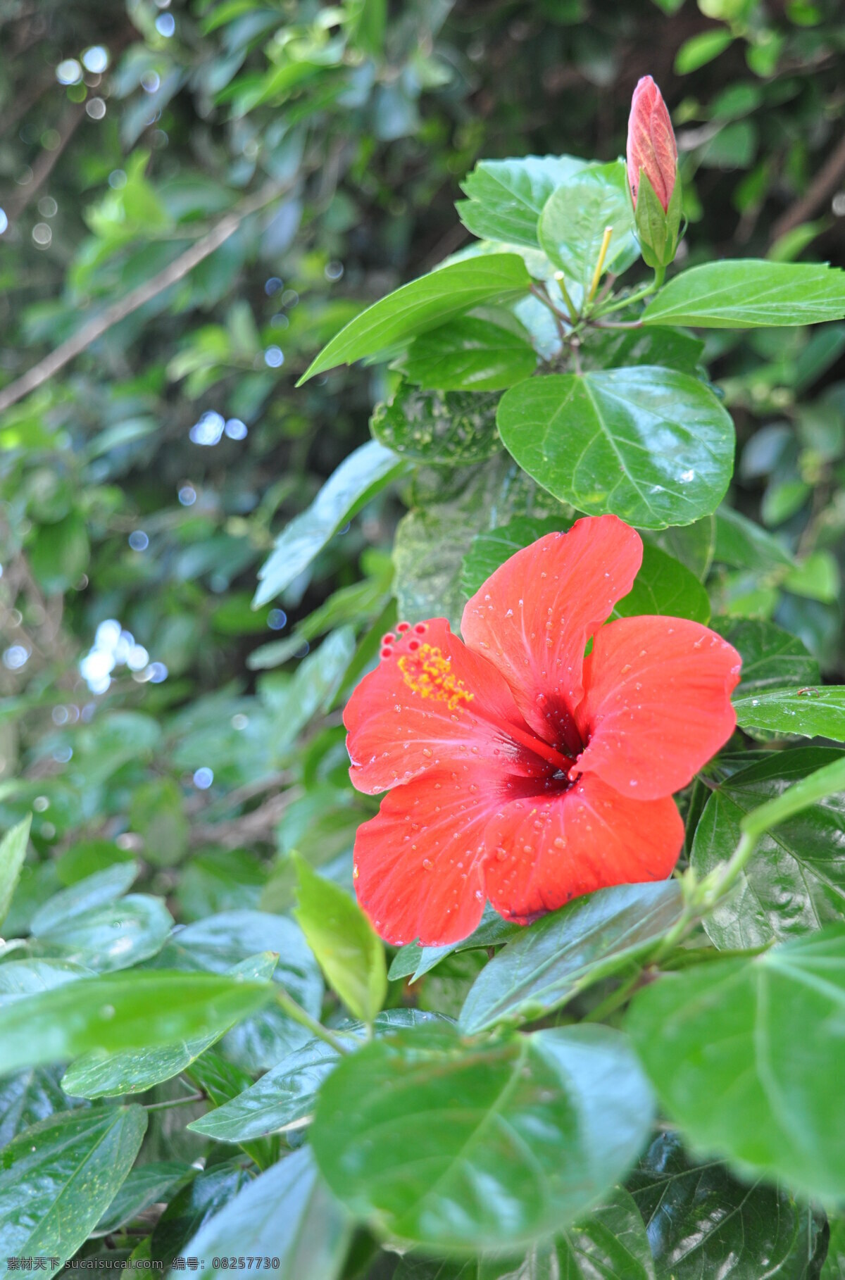 芙蓉花 绿色