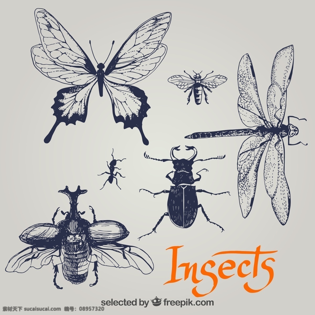 昆虫 蝴蝶 蜂蜜 蜻蜓 蚂蚁 独角仙 战神大兜虫 手绘昆虫 手绘动物 灰色