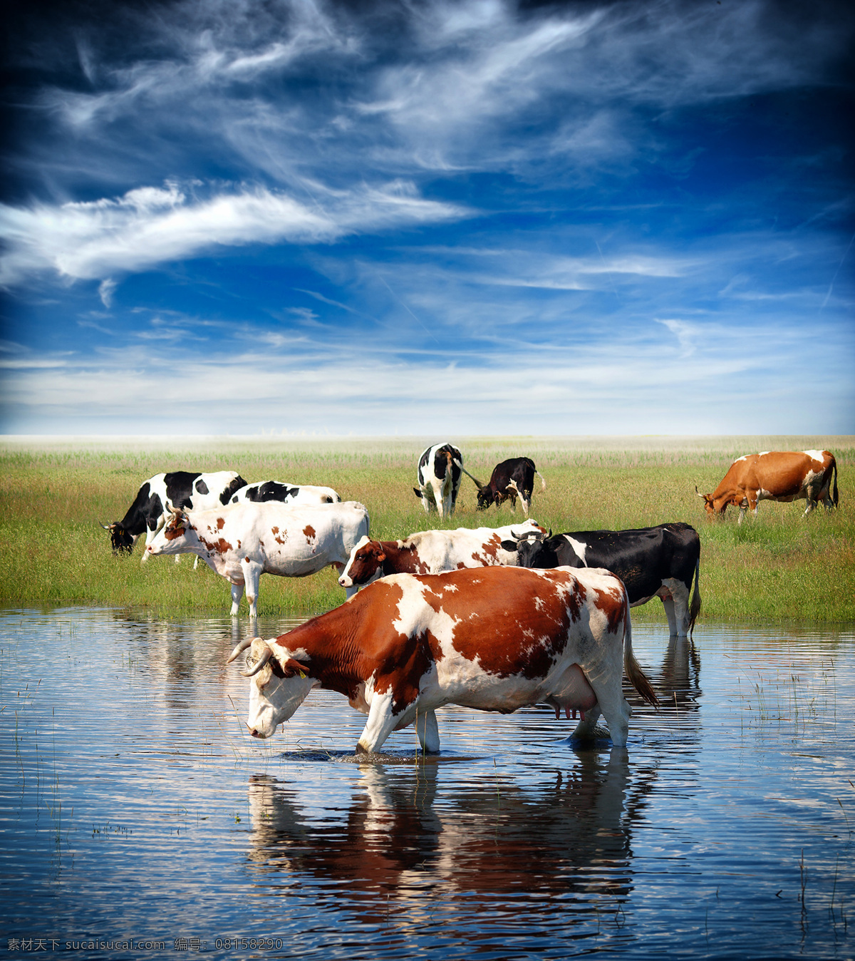 喝水的牛 喝水 牛 动物 草原 奶牛 生物世界 家禽家畜
