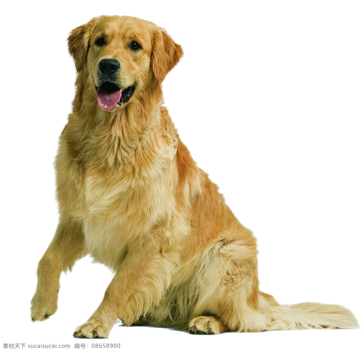 金毛犬 爱犬 狗 犬 动物 家禽家畜 生物世界
