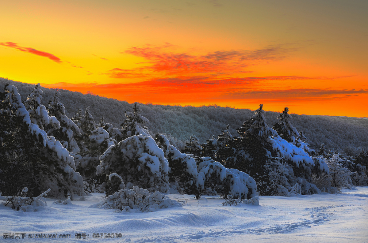 日落 前 树 雪地 阳光 太阳 雪花 雪景 山水风景 风景图片