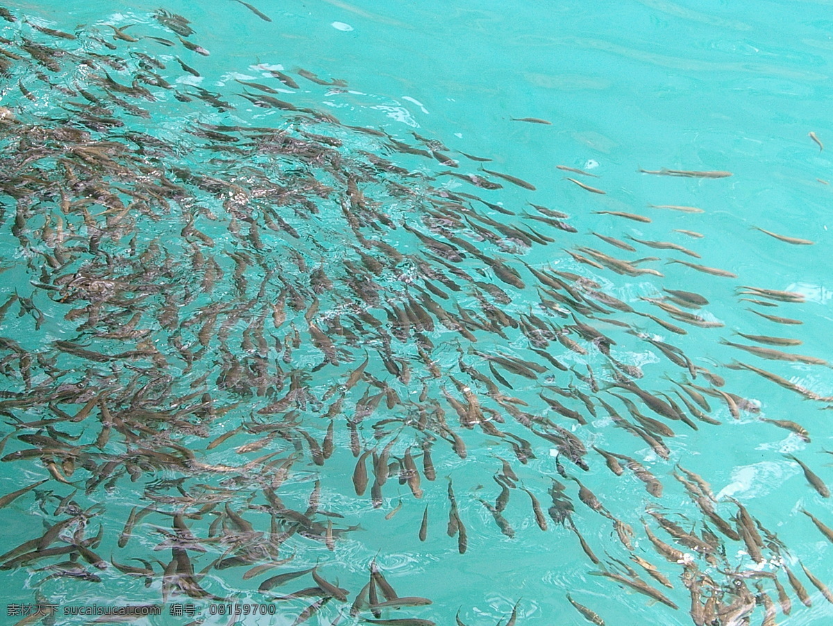 欢快的鱼群 九寨沟 鱼 自然风景 旅游摄影