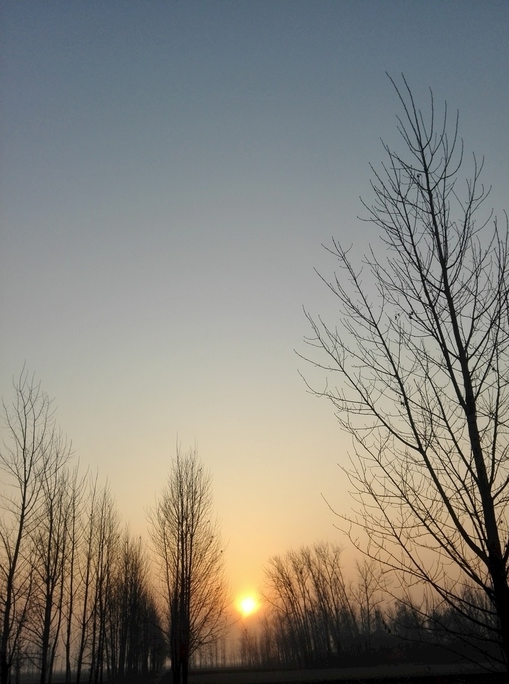 夕阳红 朝阳 阳光 早晨 清晨 天空 树 剪影 树枝 自然景象 自然景观 自然风景